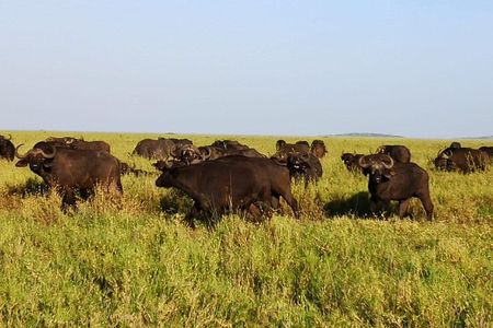 3 days Safari to Serengeti and Ngorongoro crater