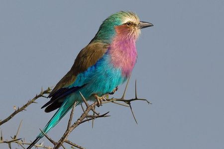 5 days Safari to Lake Manyara, Serengeti and Ngorongoro crater