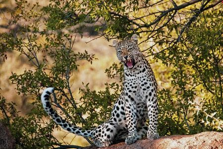 3 Days 2 nights Amboseli Daily Departures