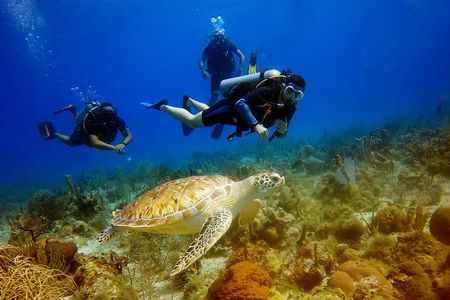 Saona Diving