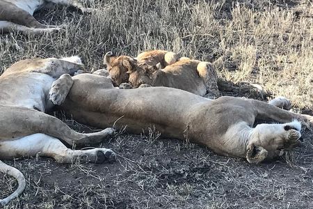 6 days Safari to Lake Eyasi, Natron, Manyara, Serengeti and Ngorongoro crater