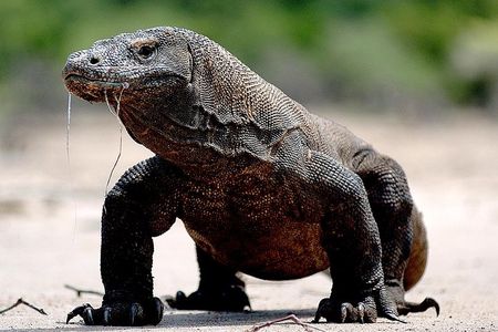 Private boat trip Komodo 2 or more person for 3 days 2 nights, Kelor, Rinca...