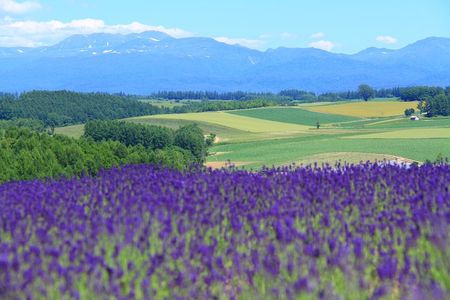 Private Car Tour of Furano and Biei in Hokkaido with Local Guide