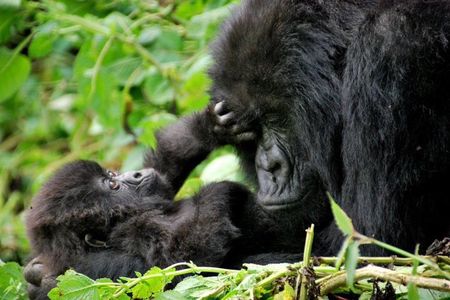 2 Day Gorilla Trekking at Bwindi National Park in Uganda