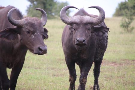 4-Day Gorillas, Wildlife and Chimpanzee Trek at Kalinzu Forest