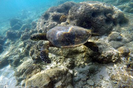 Snorkeling Adventure Cabo Pulmo