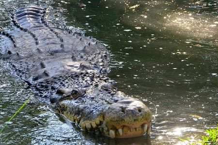 Wild life tour in Chennai with guide and private car