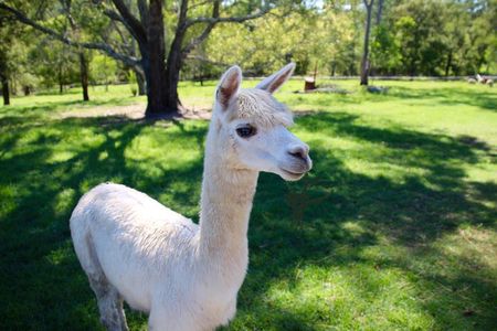 Trevena Glen Half Day Animal Tour