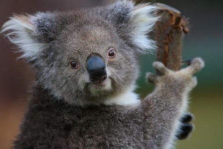 Yarra Valley Wildlife & Wine Day Tour with Healesville Sanctuary