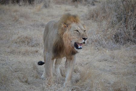 Three Days Ngorongoro crater, Lake Manyara and Taragire National Park (Joining)