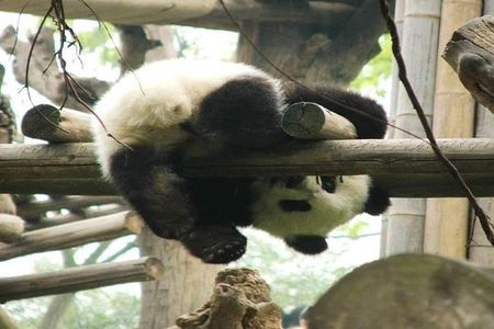 Chengdu Giant Panda Base Private half day tour