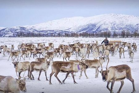 Reindeer visit, and Sami Culture Including Lunch from Tromso