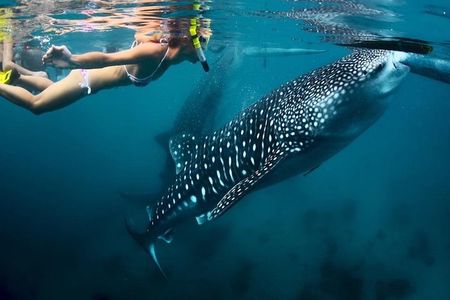 Oslob Whale shark swimming & Canyoneering Adventure, Kawasan Falls Day Tour