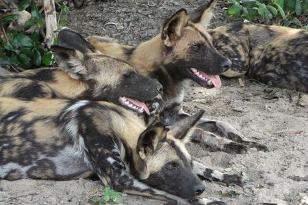 4 Days Safari to Nyerere NP (Selous GR) - Camping in the heart of the Park
