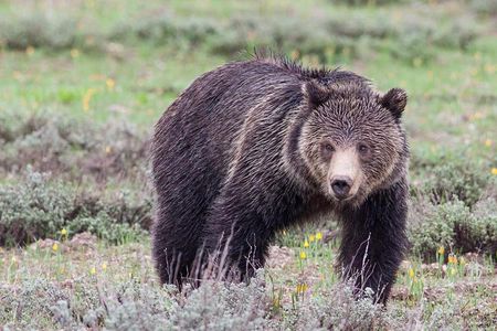 Half-Day Wildlife Safari Tour in Grand Teton National Park