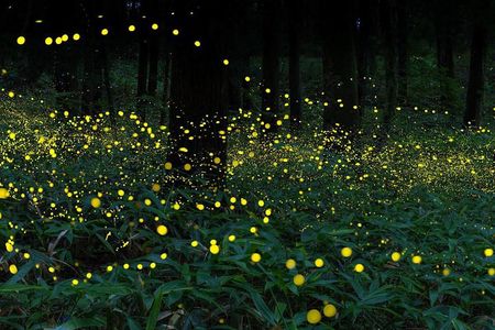 Kuala Selangor Evening Fireflies Experience with Fort Altingsburg