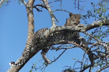 6 Days Serengeti Wildebeest Migration Safari