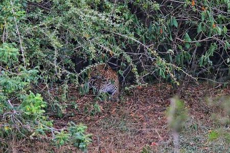 Wilpattu Safari tour from Negombo