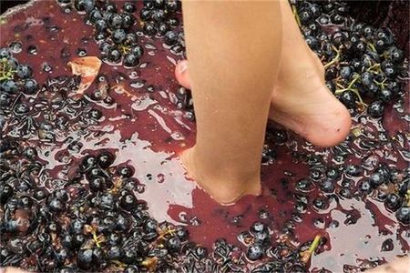 Grape Stomping in Provence