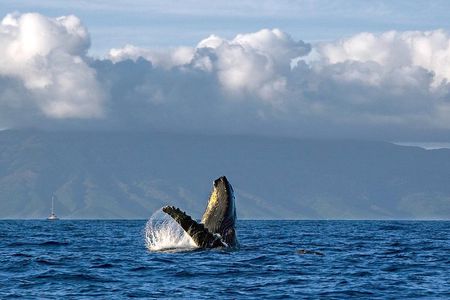 From Ma'alaea Harbor, Maui: Whale Watch Cruise Aboard Malolo