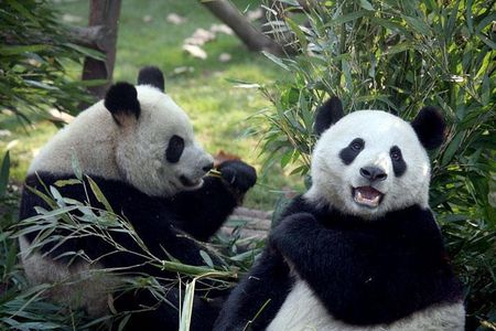 Private Chengdu Day Tour: Giant Pandas and Jinsha Site Museum