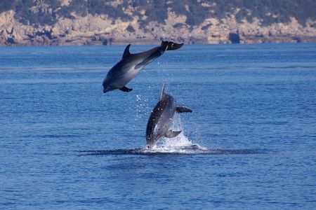 Alghero - Dolphin Watching (Spring & Autumn Tour)