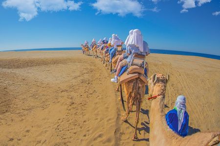 Cabo Beach Camel Ride, Mexican Buffet and Tequila Tasting