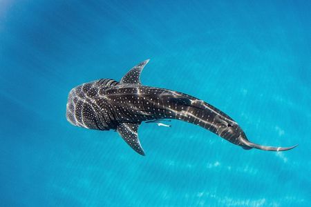 Swimming with the Whale Sharks - Ningaloo Reef (Exmouth)