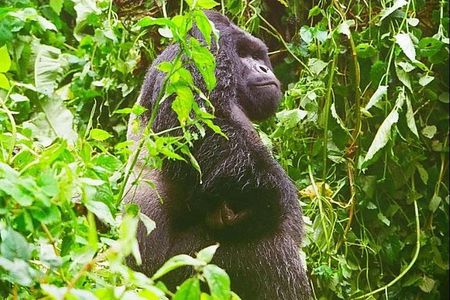 4 Days Congo Eastern Lowland Gorilla trekking and Tshibati Waterfall exploration
