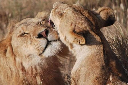 Big Five Safari In Tanzania