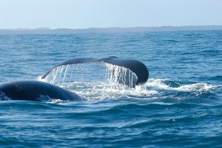 Hemel en Aarde Whale Coast + Wine Day Tour with Private Transfer
