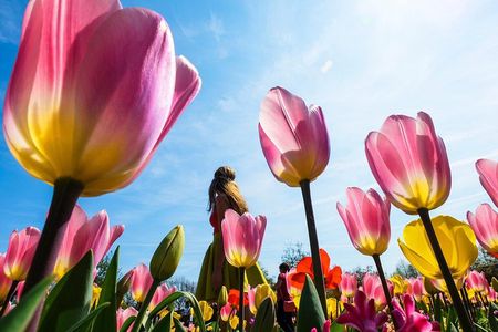 From Amsterdam: Keukenhof + Tulip Experience Tour