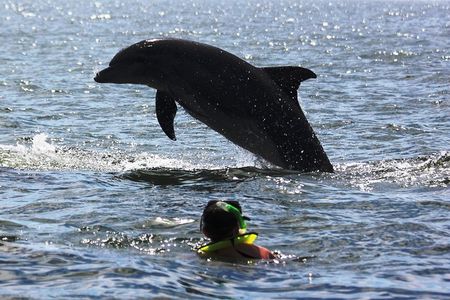 Wild Dolphin Encounter & Snorkeling Adventure