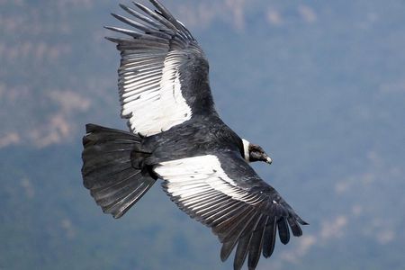 Full Day Condor Viewpoint & Inca Sites Tour - Private Service