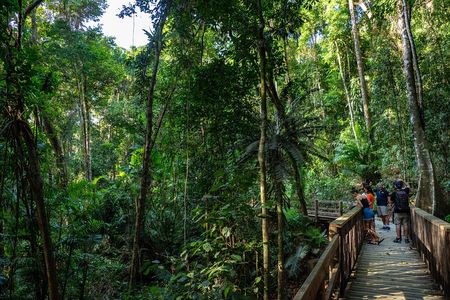Daintree Rainforest and Mossman Gorge: Full Day Tour