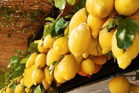 Farm-to-Table Experience: Olive Oil, Garden Tour & Nonna’s Lunch