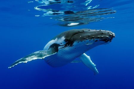 Bora Bora Whale Watching