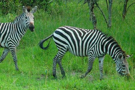 1 Day Lake Mburo National Park Short Safari from Kampala