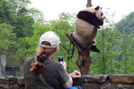Mini Group: Half-Day Chengdu Pandas Guided Tour