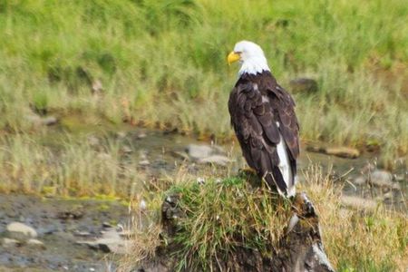 Ketchikan Shore Excursion: Eagle Sanctuary and Rainforest Wildlife Center