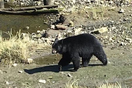 Ketchikan Shore Excursion: Eagle Sanctuary and Rainforest Wildlife Center
