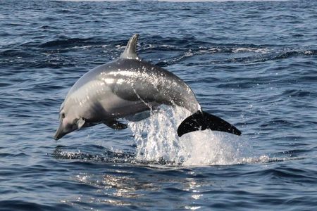 Dolphin Watching 