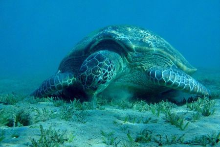 Sea turtles and sea cows while snorkeling in Port Ghalib