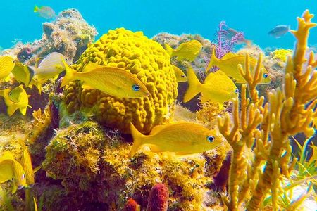 Grand Turk Reef Snorkeling Tour