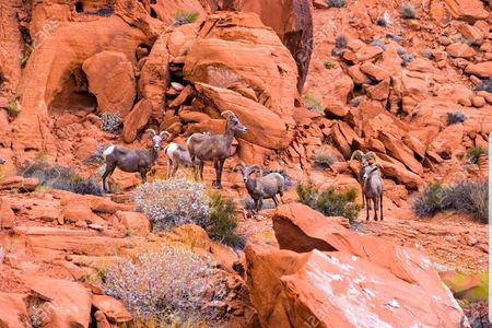 Valley of Fire State Park Day Tour from Las Vegas