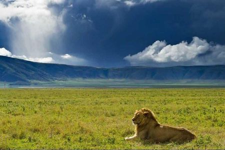 Ngorongoro Crater Day Trip