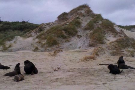 Dunedin Shore Excursion: Small-Group Tour of Dunedin and the Otago Peninsula