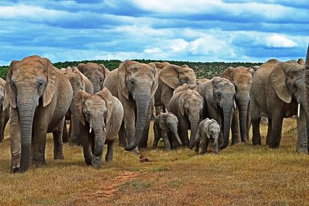 6-Day Garden Route & Addo South African Adventure from Cape Town