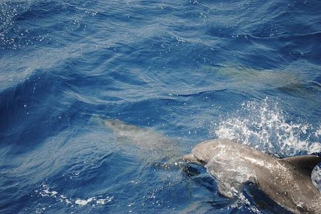 Meet the dolphins in snorkeling tour