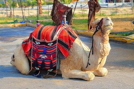 Palmeraie Quad Bikinig, and Camel Riding tour.